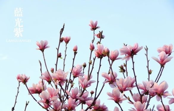 江南春色