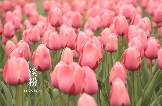 江南春色