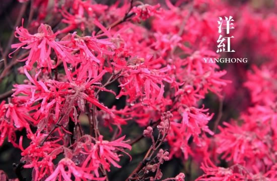 江南春色